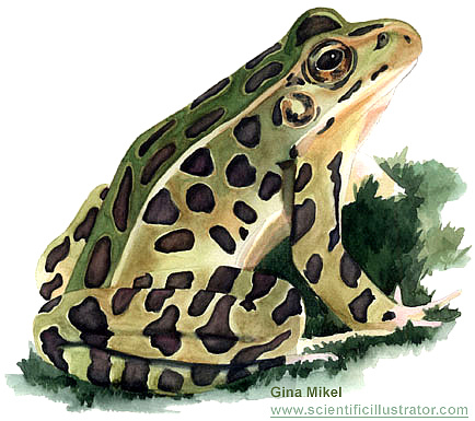 leopard-frog